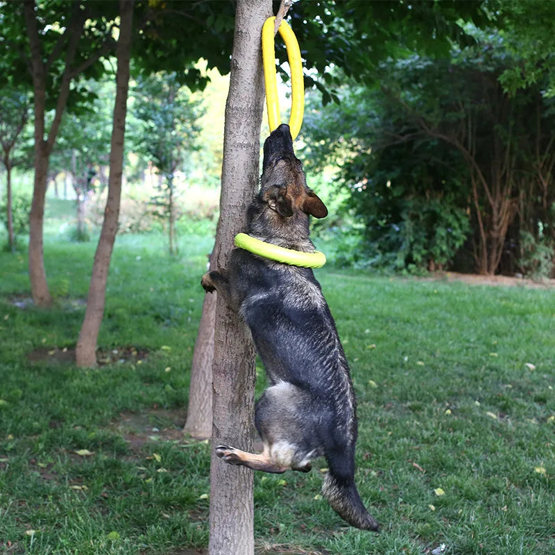 Anneau volants pour animaux de compagnie